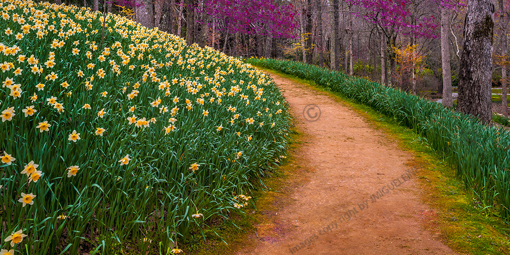 CF059682-flower_-path