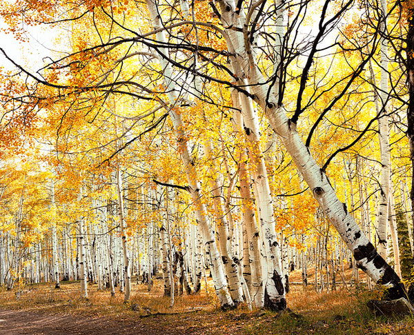 Aspens Sunrrise