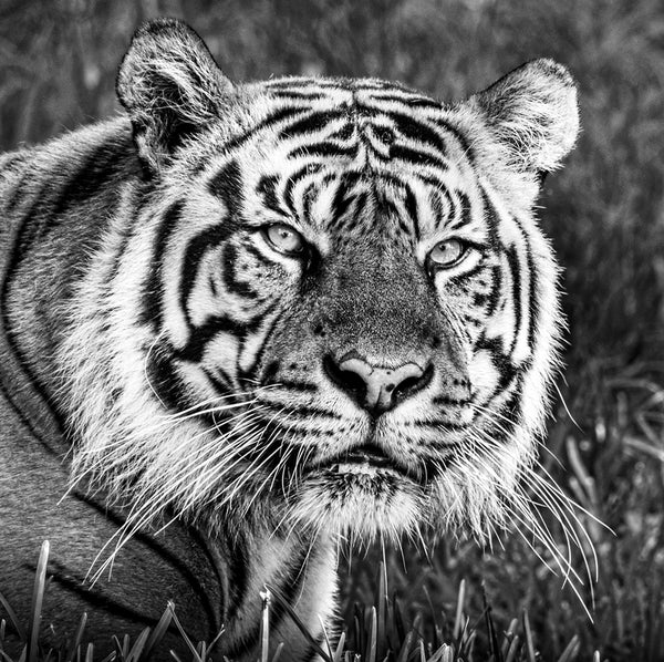 "Berani" The Gaze of the Wild