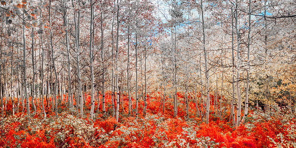 Blazing Aspens