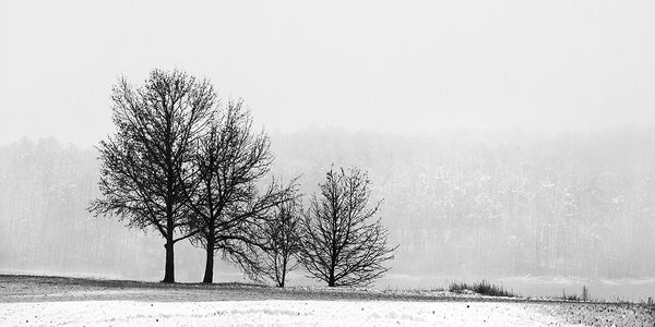 Family of Four: Winter’s Quiet Embrace