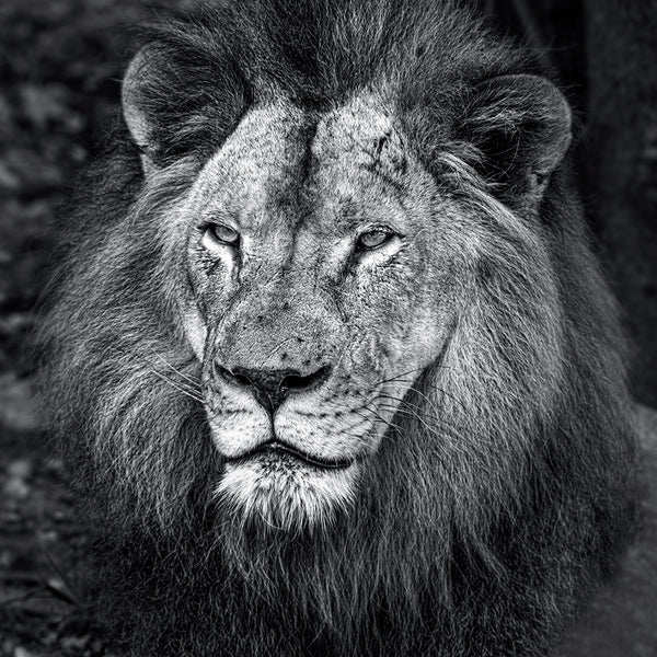 Majestic Gaze