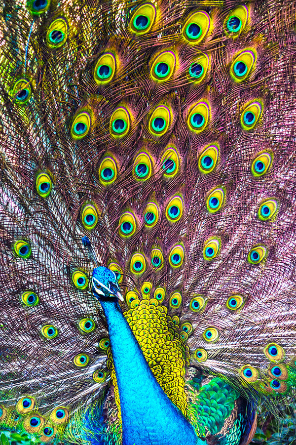 Radiant Plume