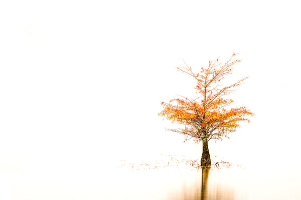 Serenity in Stillness