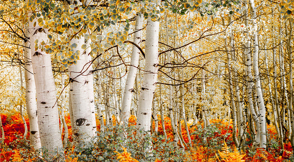 Toasted Autumn